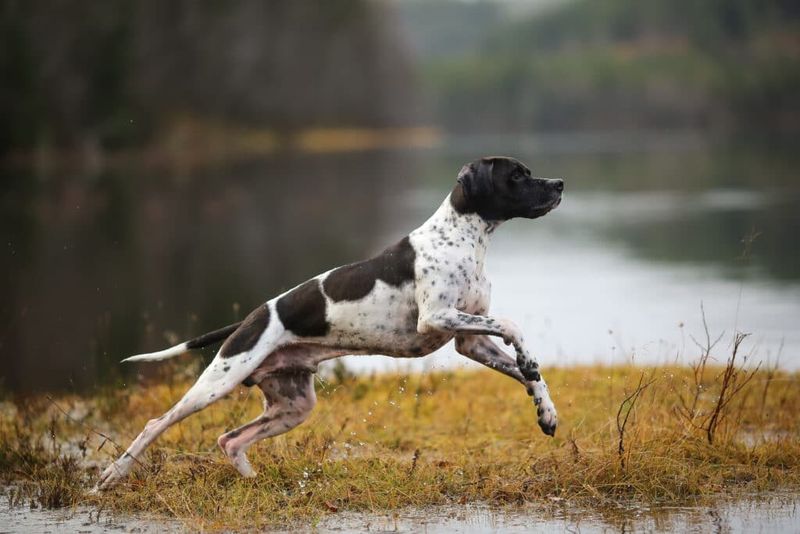 English Pointer