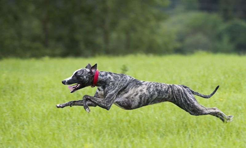 Greyhound: The Sight Hunter