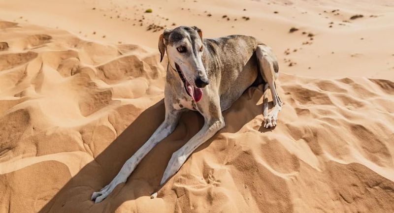 Saluki: Ancient Desert Hunters