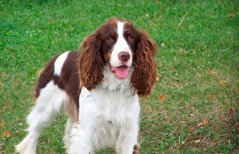 English Springer Spaniel