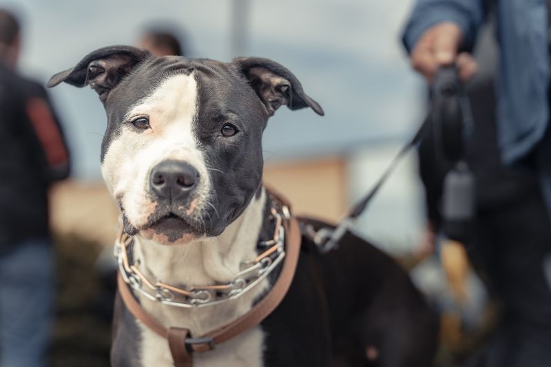 Pit Bull Terriers: Misunderstood Love Bugs