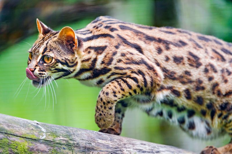 Instinctive Hunters