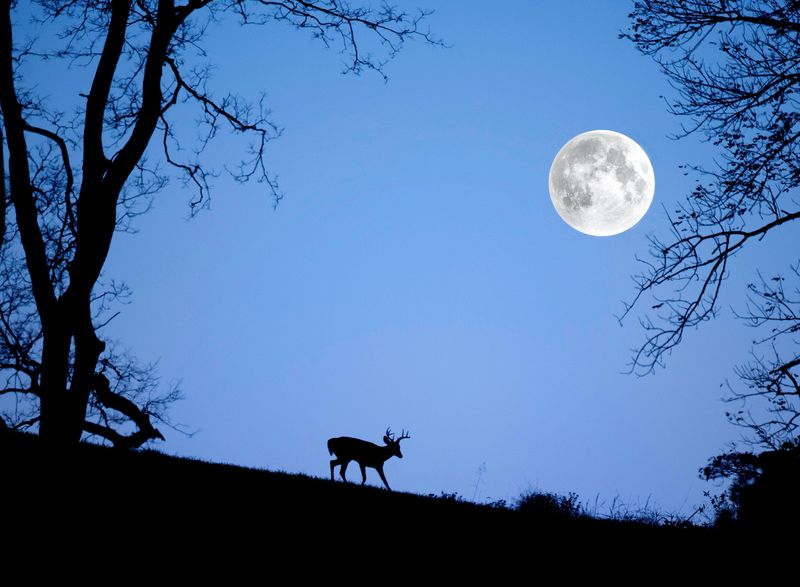 Moonlight's Mysterious Effect