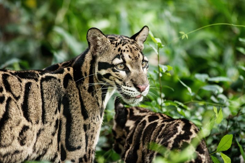 Habitat Crisis