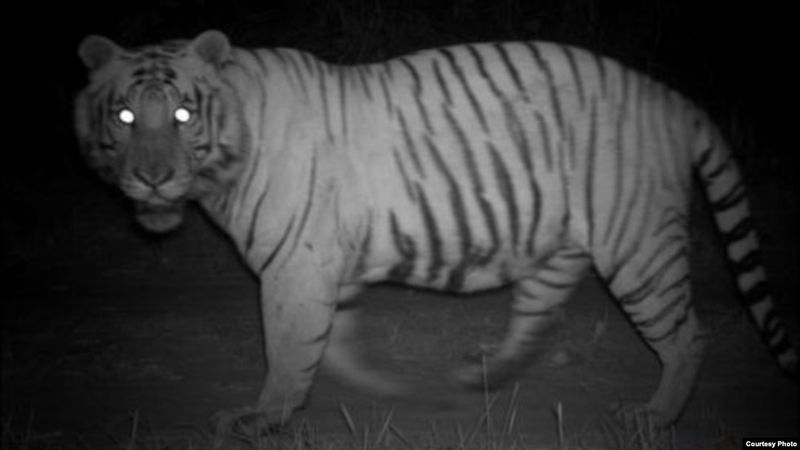 Night Vision Superiority