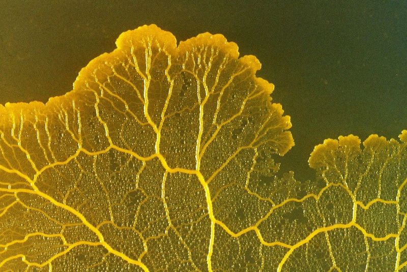 Mystery Slime Molds That Eat Metal