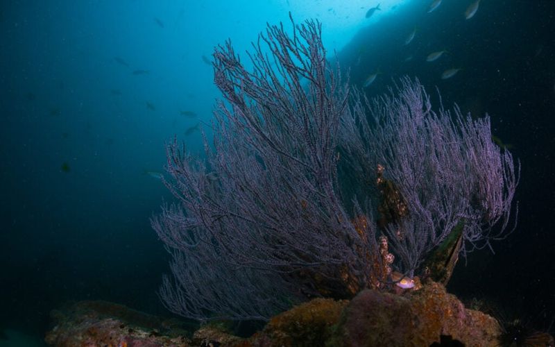 Living Time Capsules: Millennium Corals