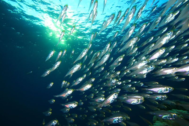 Choose Sustainable Seafood
