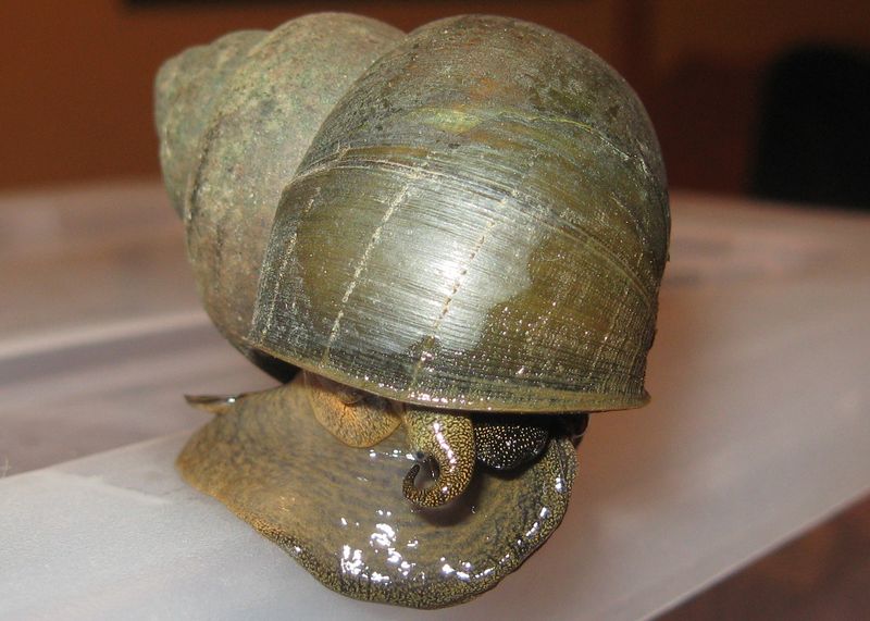 Creeping Threat: Chinese Mystery Snails
