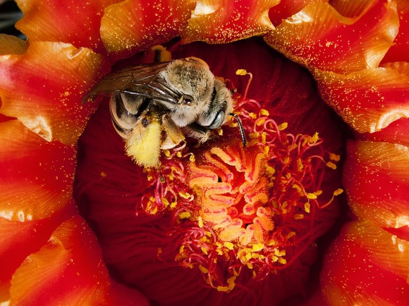 Diadasia Bees