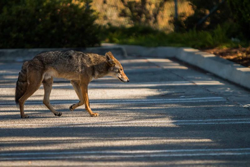 Coyotes