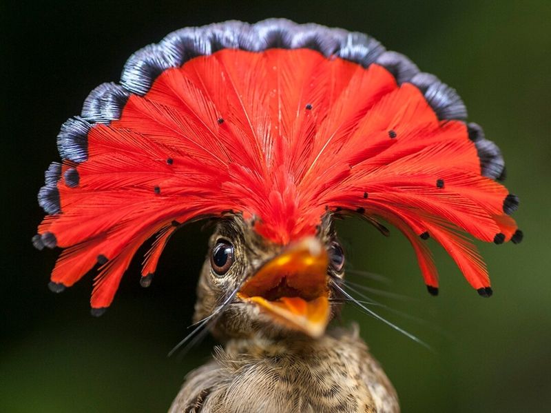 Royal Flycatcher's Showstopping Crest