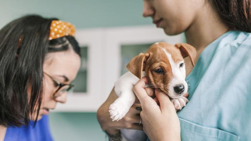 Handling Exercises For Vet Visits