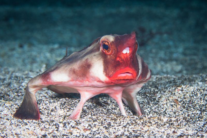 Batfish