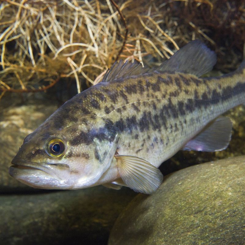 Largemouth Bass: America's Adaptable Ambush Hunter