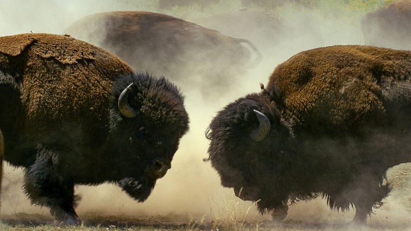 Thundering Herds