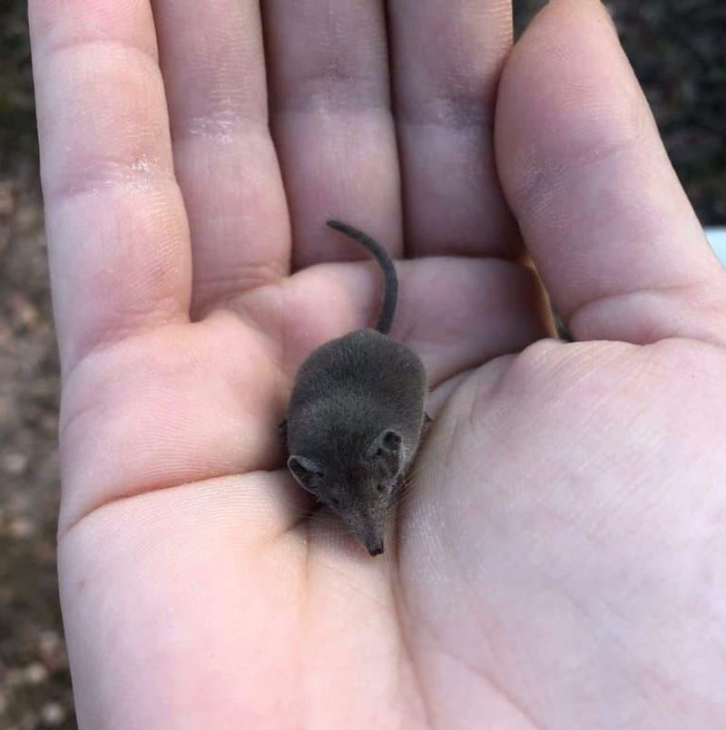 Etruscan Shrew (Smallest Mammal By Mass)