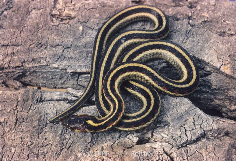 Snake Sightings Are Seasonal