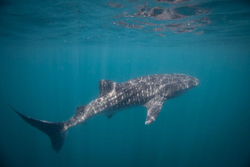 The Purpose Of Shark Migration Patterns