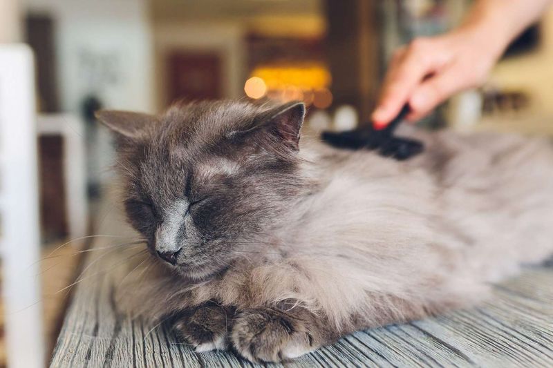 Open-Air Grooming Sessions