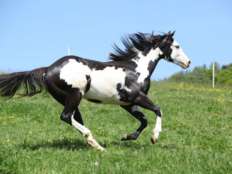 Paint Horse