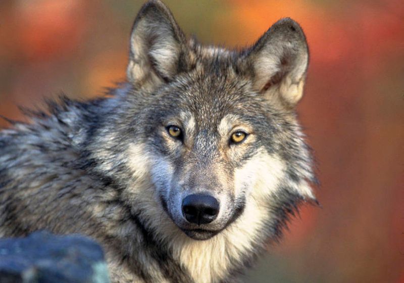 Oregon's Recovering Gray Wolves