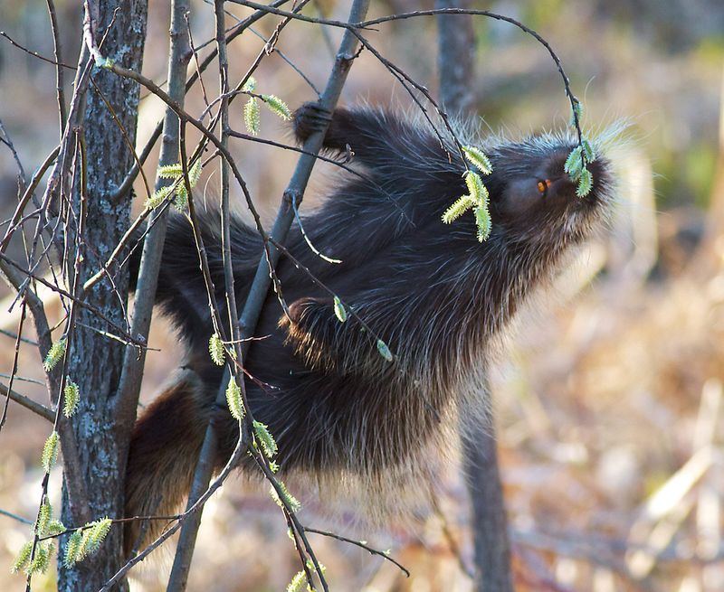 Minnesota's Boundary Waters Boom