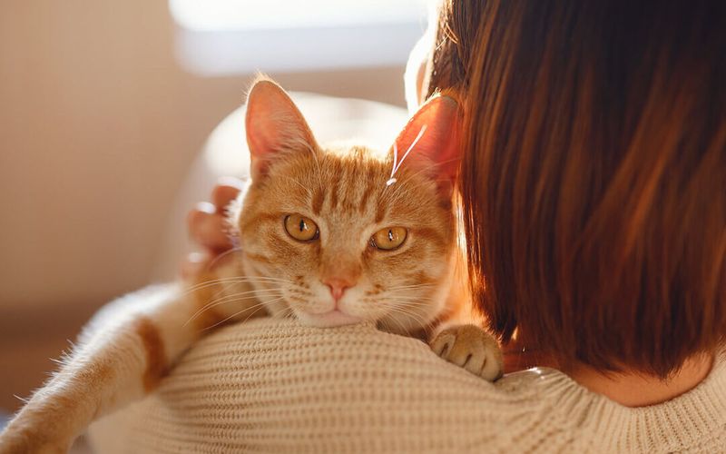 The Sound Of A Cat's Purring