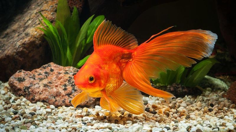 Fish Lifespan