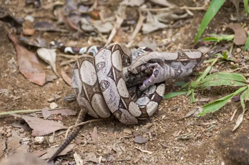 Professional Snake Bags