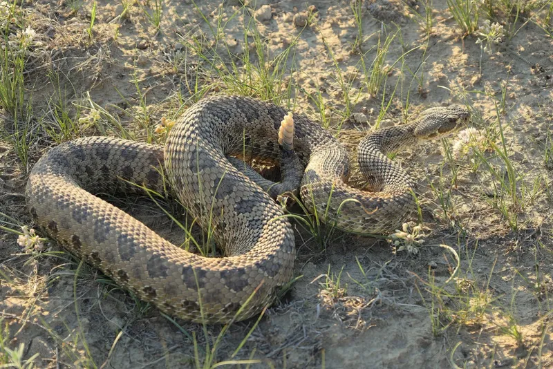 Prairie Rattlesnake