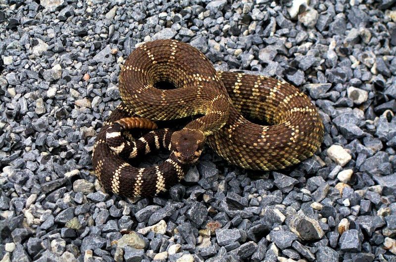 Timber Rattlesnake