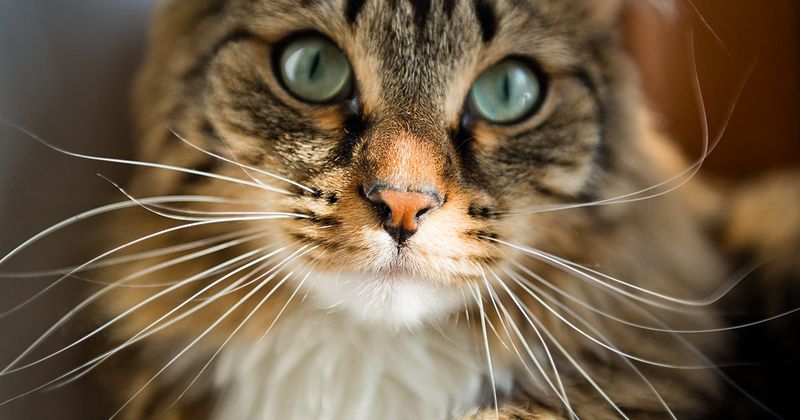 Whisker Wonders