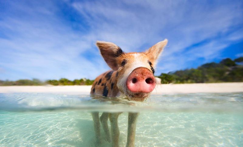 Swimming Pigs Of The Bahamas