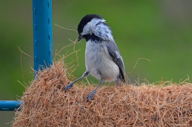 Nesting Activity Increases