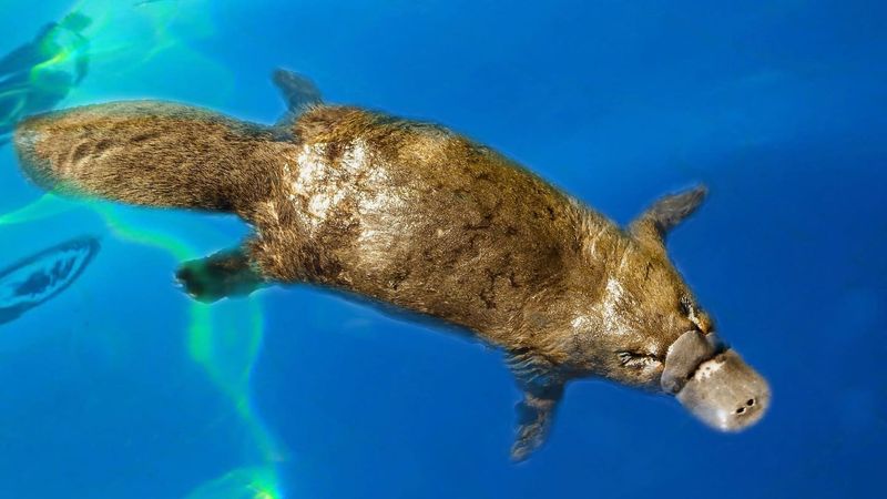 Platypus