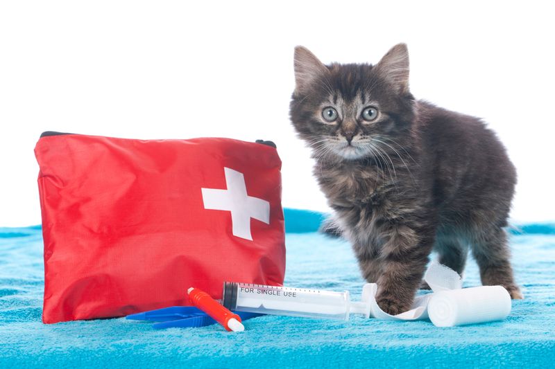 First Aid Kit Tailored For Feline Needs