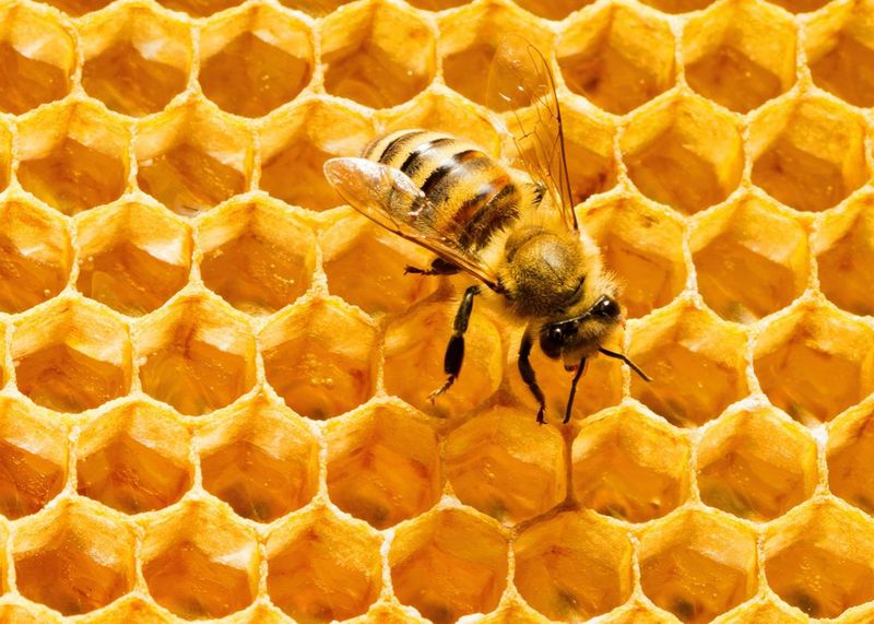 Architects: The Honeycomb Designers