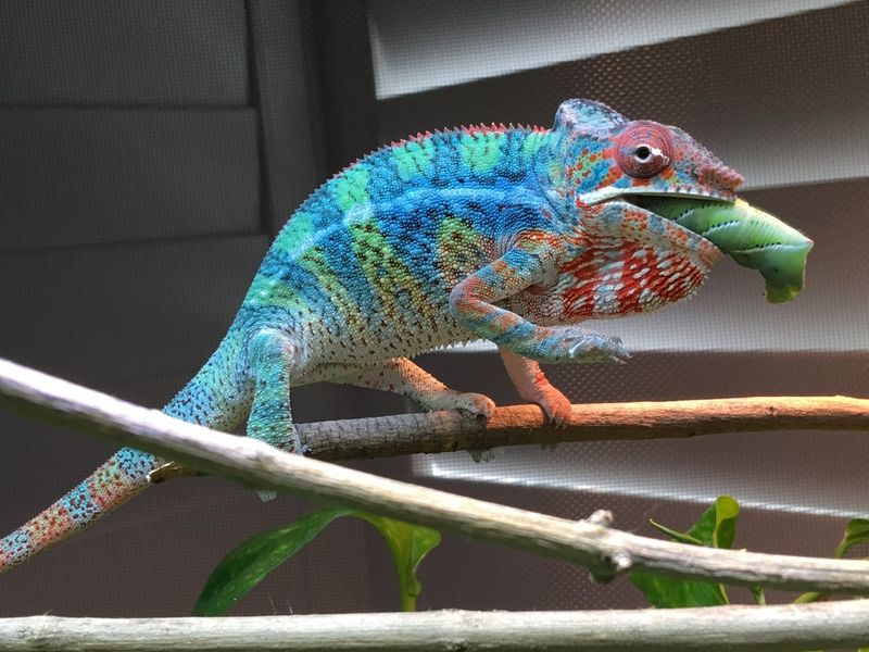 Hornworms: Hydrating Blue Bites