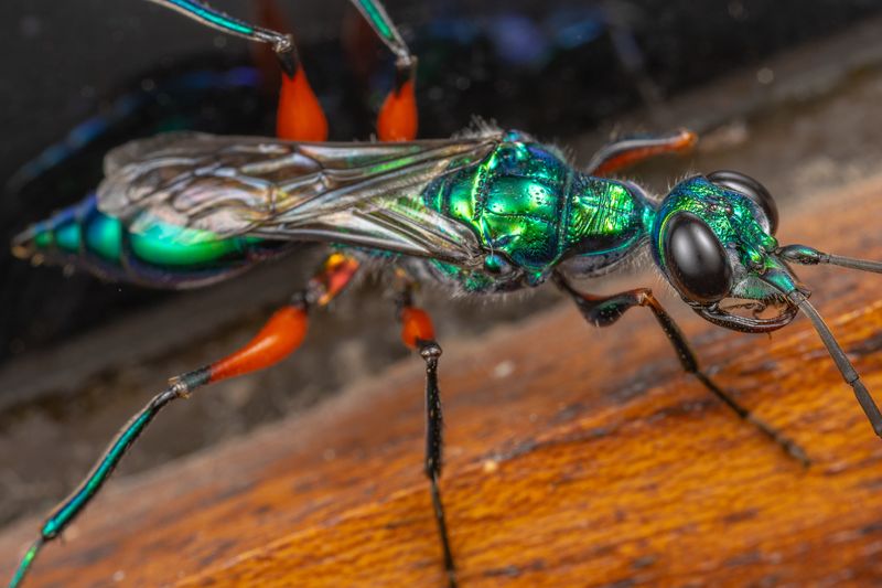 Emerald Cockroach Wasp