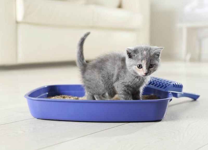 Litter Box Mastery