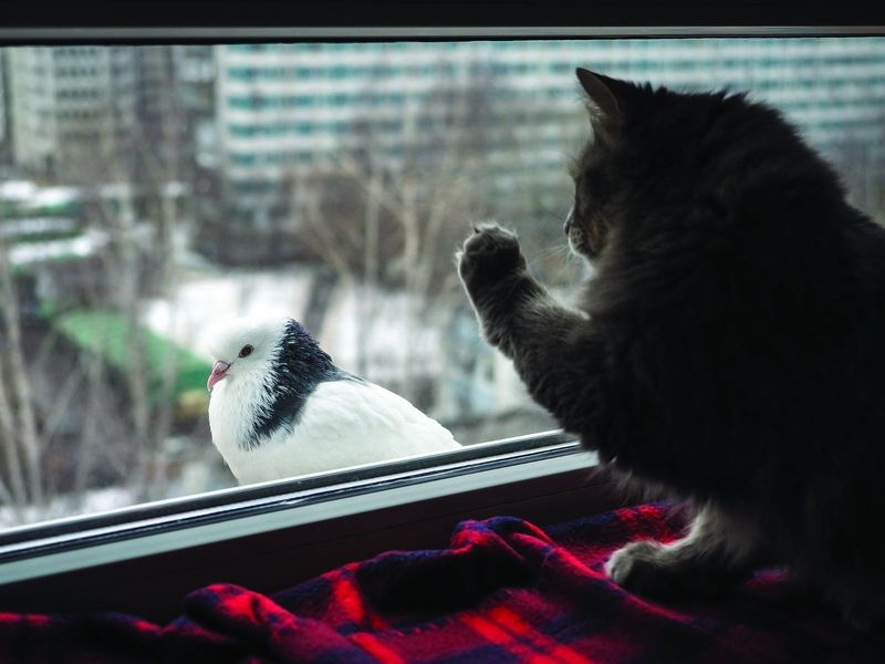 Bird-Watching Entertainment
