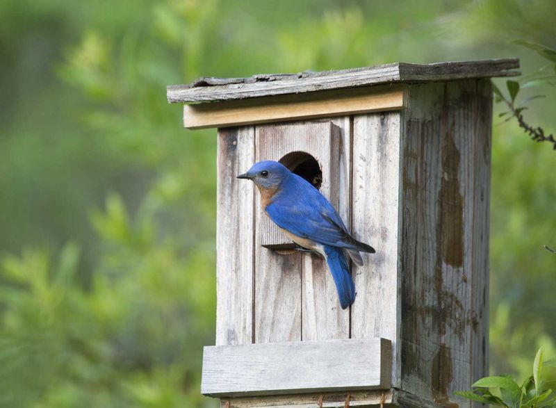 Listen For Changing Bird Sounds