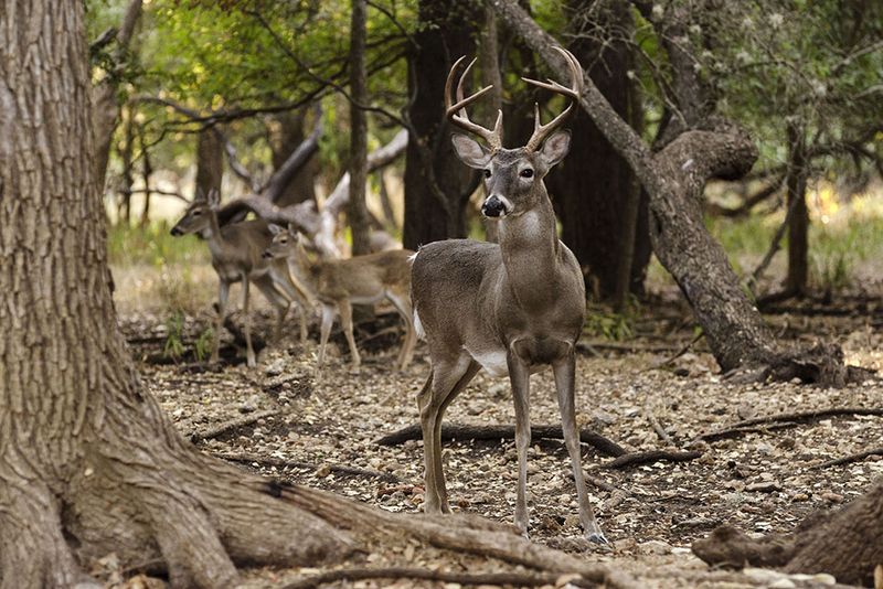 Buck-To-Doe Ratio Matters