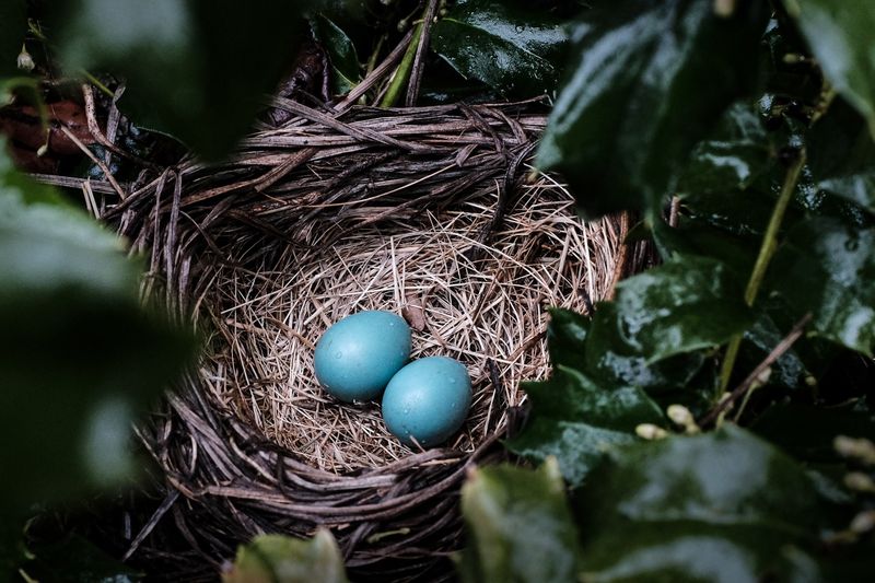Sibling Rivalry: Hatchling Age Differences Create Varied Departures