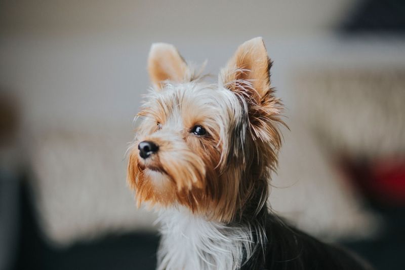 Pint-Sized Protectors: Yorkshire Terriers