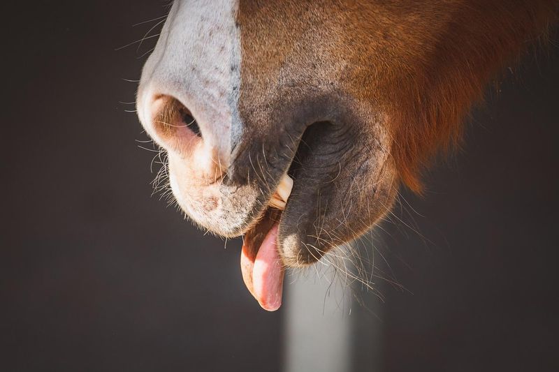 Frequent Lip Licking Or Chewing