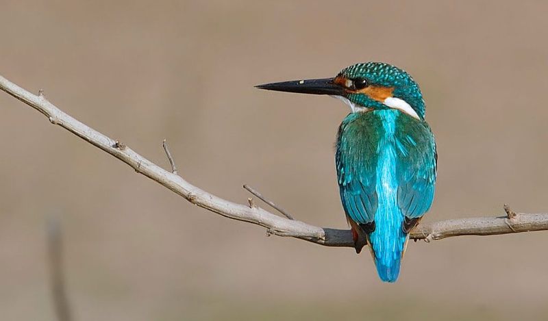 Common Kingfisher