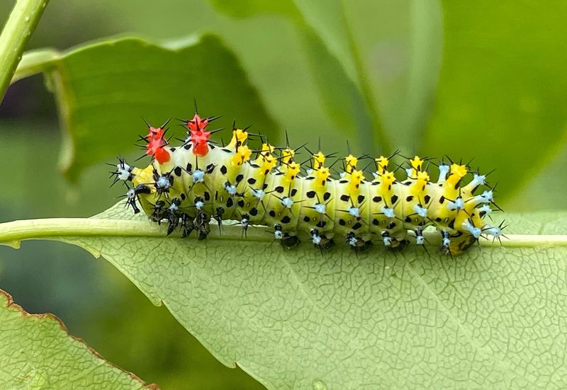 Supersized Caterpillars