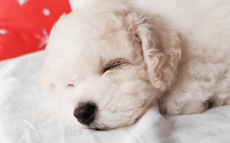 Space Heaters: Bichon Frises